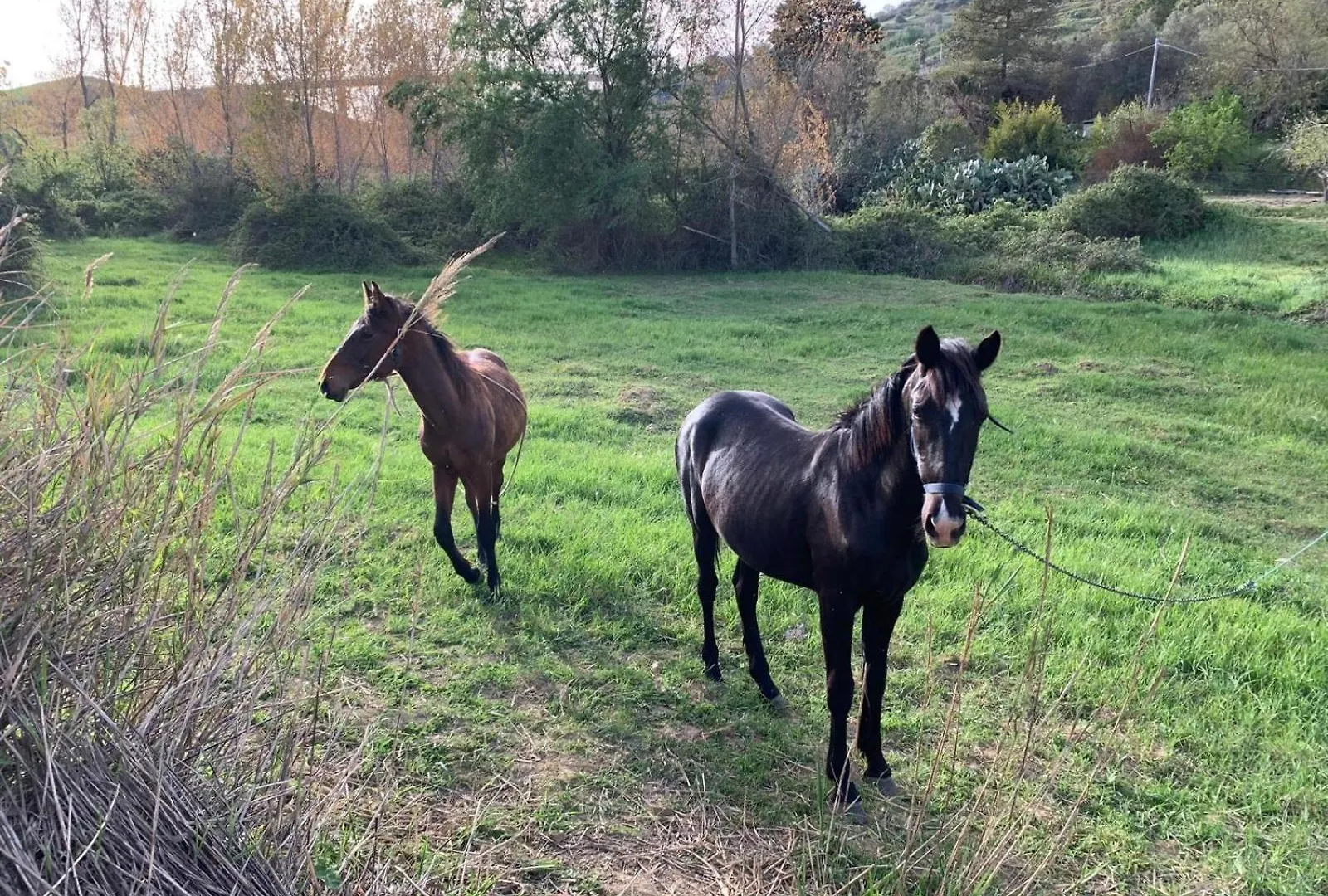 ベッド・アンド・ブレックファスト Agriresort Villa Bentivoglio ピアッツァ・アルメリーナ イタリア